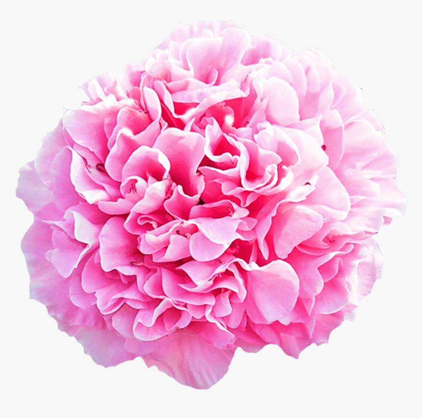 Carnation Png, Transparent Png, Free Download