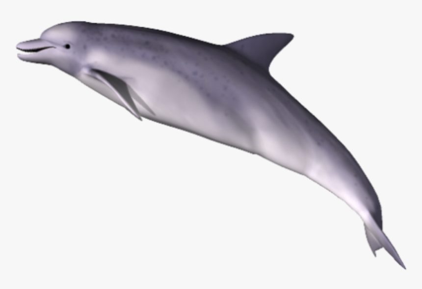 Download Dolphin Png Clipart - Dolphin Png, Transparent Png, Free Download