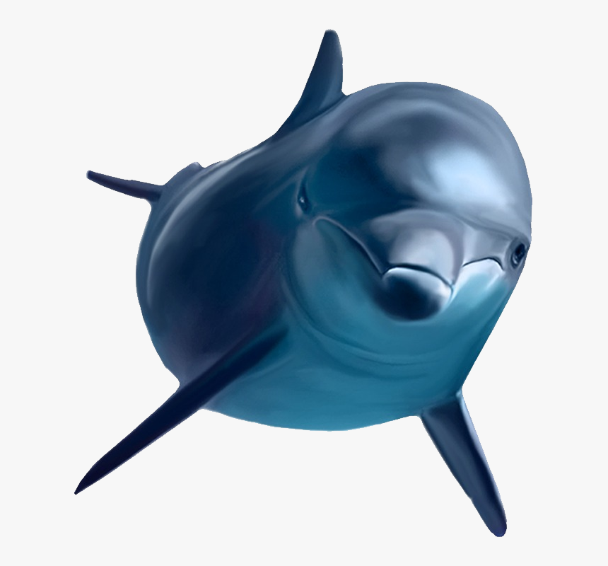 Dolphin Png - Dolphin Png Transparent, Png Download, Free Download