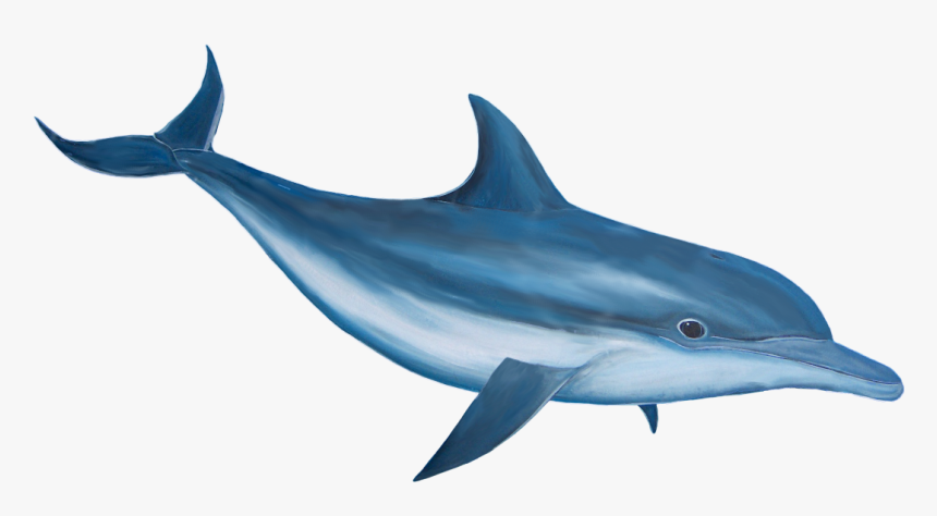 Grab And Download Dolphin Png Image Without Background - Dolphin Png, Transparent Png, Free Download