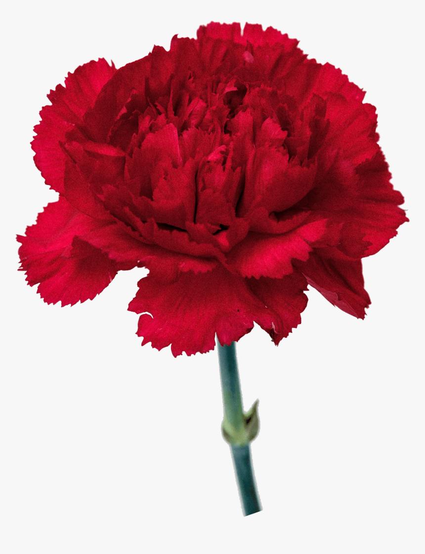 Carnation Flowers Png Free Images - Transparent Background Carnation Png, Png Download, Free Download