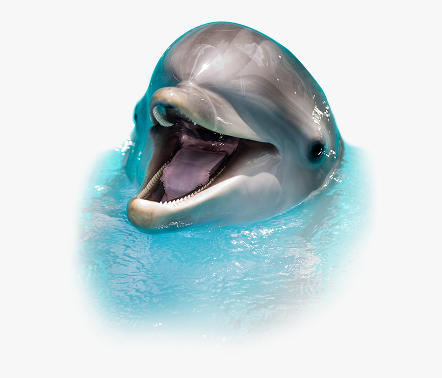 Sea Screamer Dolphin Tours Clearwater Guaranteed - Dolphin Images In Png, Transparent Png, Free Download