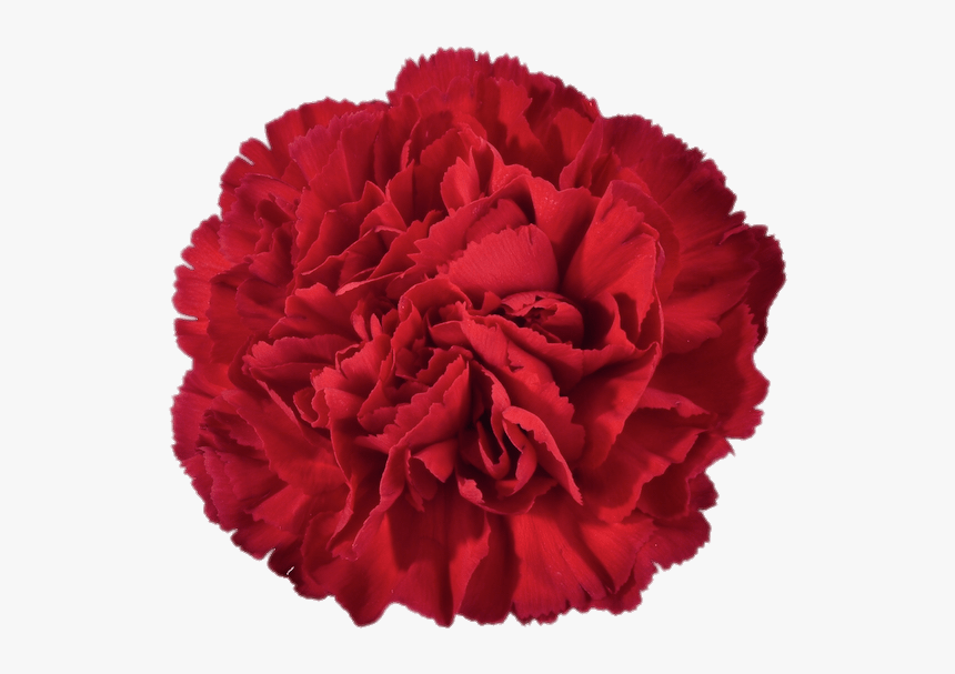 Red Carnation - Carnation Clipart, HD Png Download, Free Download