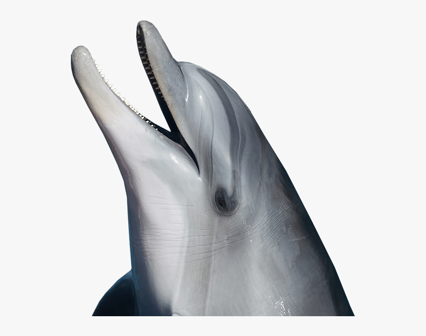Dolphin Png - Transparent Dolphin Png, Png Download, Free Download