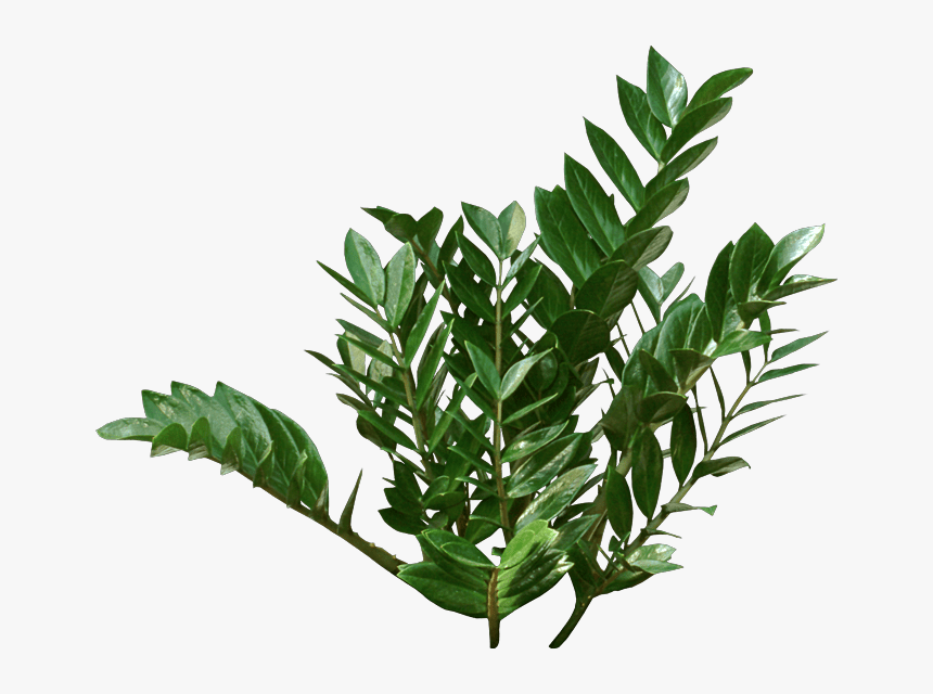 Houseplant, HD Png Download, Free Download