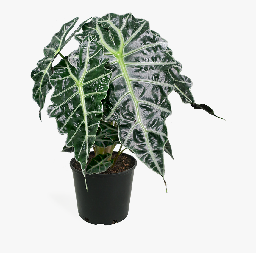 Alocasia Polly Png, Transparent Png, Free Download