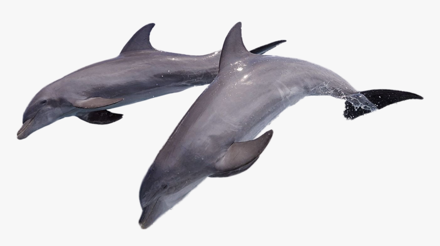 Dolphin Png Image - Dolphin Full Hd, Transparent Png, Free Download