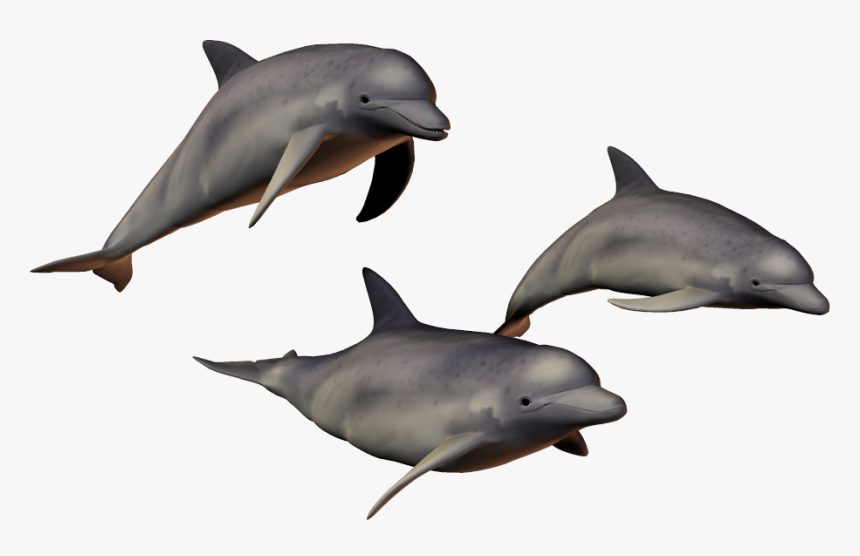 Transparent Dolphin Png - Дельфин Пнг, Png Download, Free Download