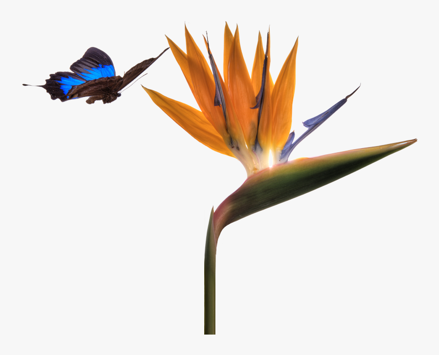 Bird Of Paradise Plant Png, Transparent Png, Free Download