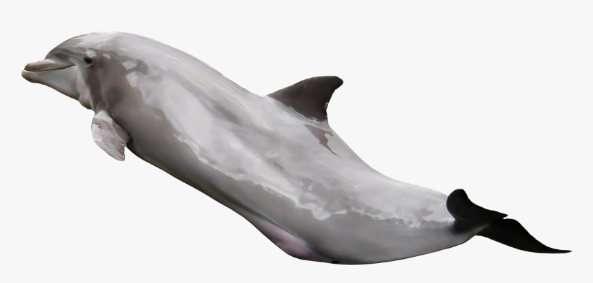 Dolphin 2 Transparent, HD Png Download, Free Download