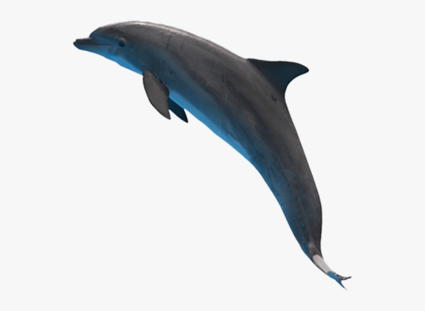 Dolphin Png Images - Dolphins Png, Transparent Png, Free Download