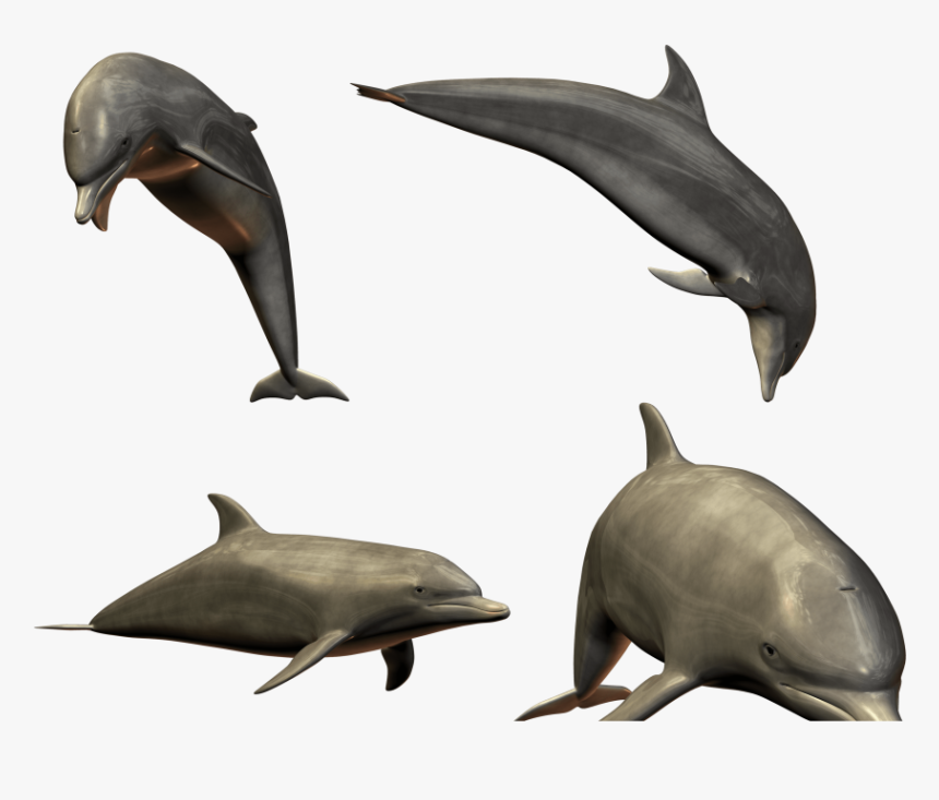 Dolphin, HD Png Download, Free Download