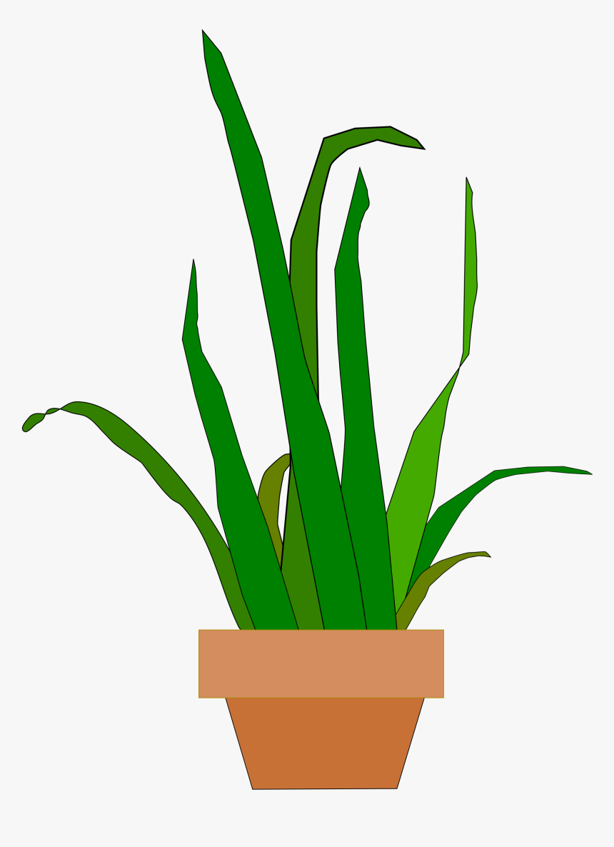 Snake Plant Png - Snake Plant Svg, Transparent Png, Free Download