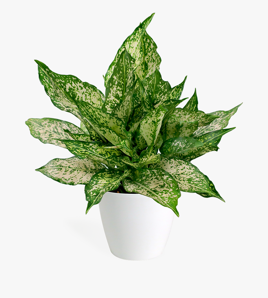 Flowerpot, HD Png Download, Free Download