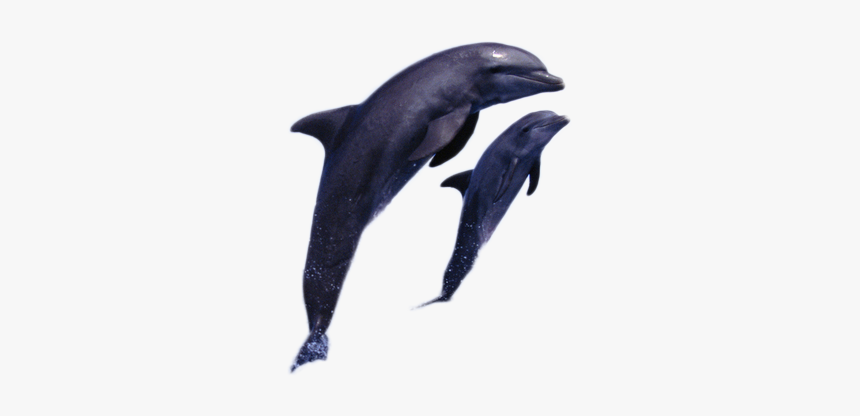 Dolphin Png Image - Common Bottlenose Dolphin, Transparent Png, Free Download