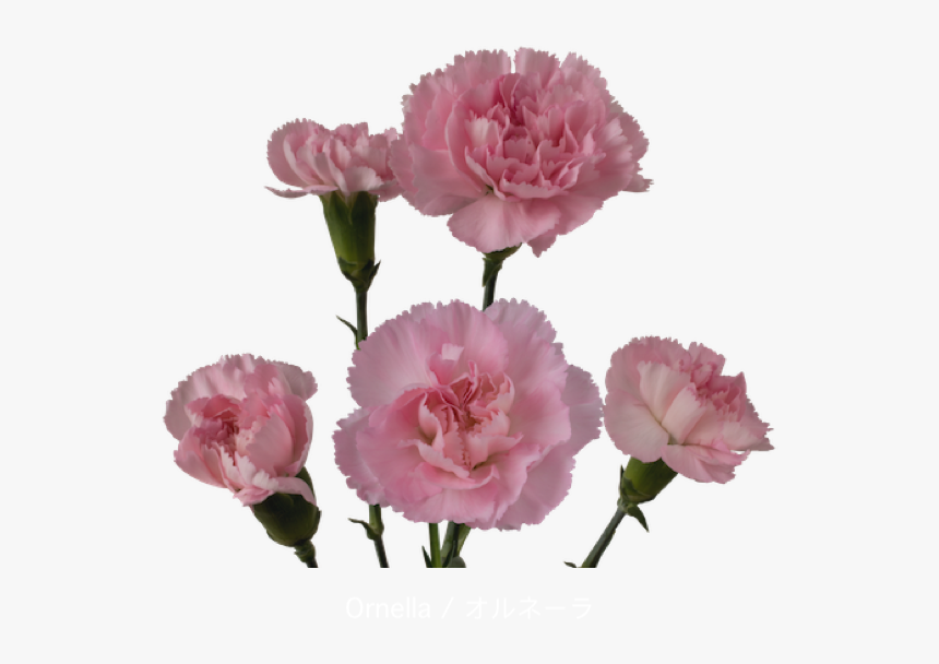 Colibri Flowers Minicarnation Ornella, Grower Of Carnations, - Carnation, HD Png Download, Free Download