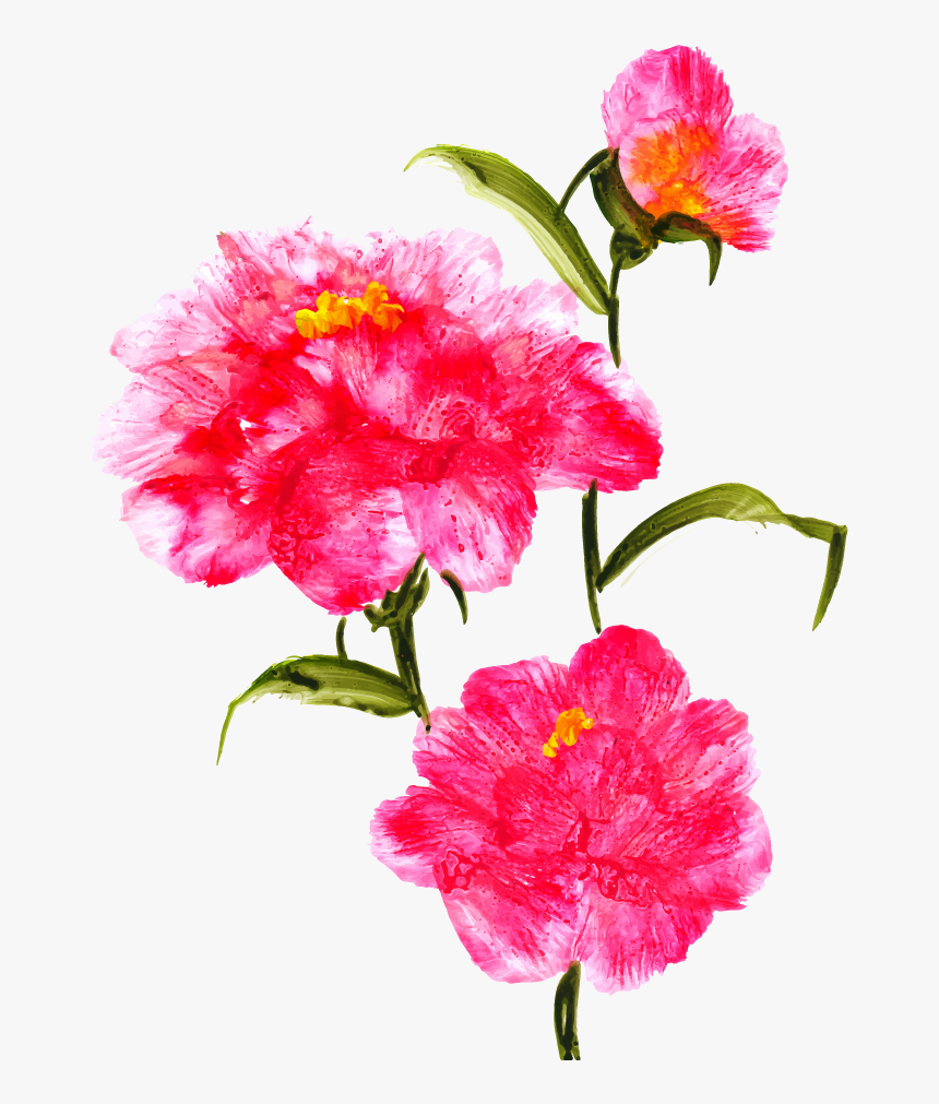 Carnation, HD Png Download, Free Download