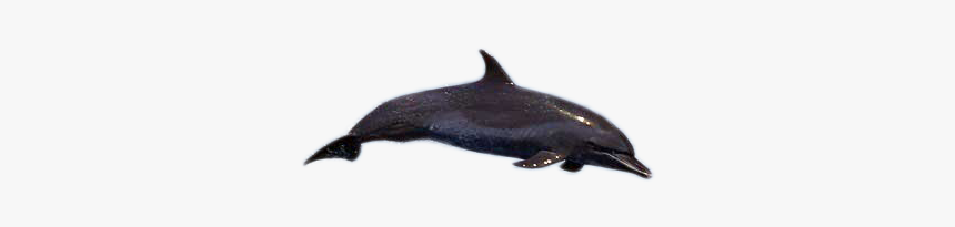 Dolphin Png Image - Wholphin, Transparent Png, Free Download