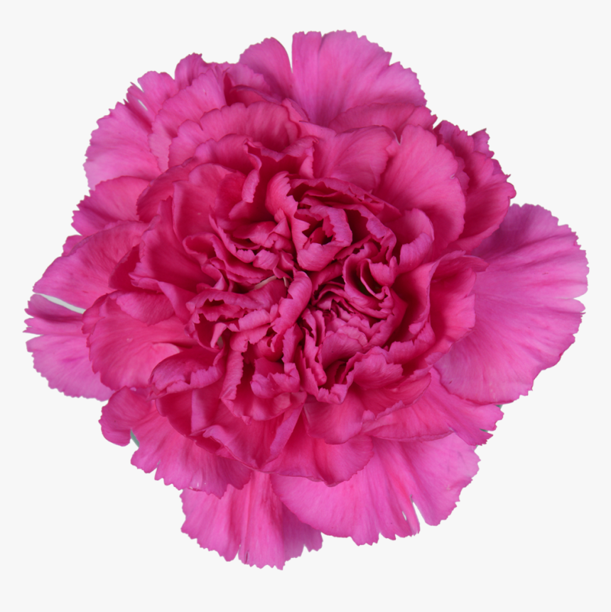 Carnation, HD Png Download, Free Download