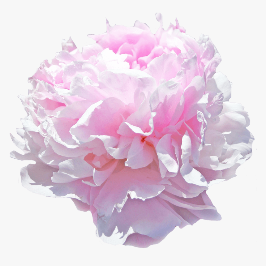 Pink Giant Peony, HD Png Download, Free Download