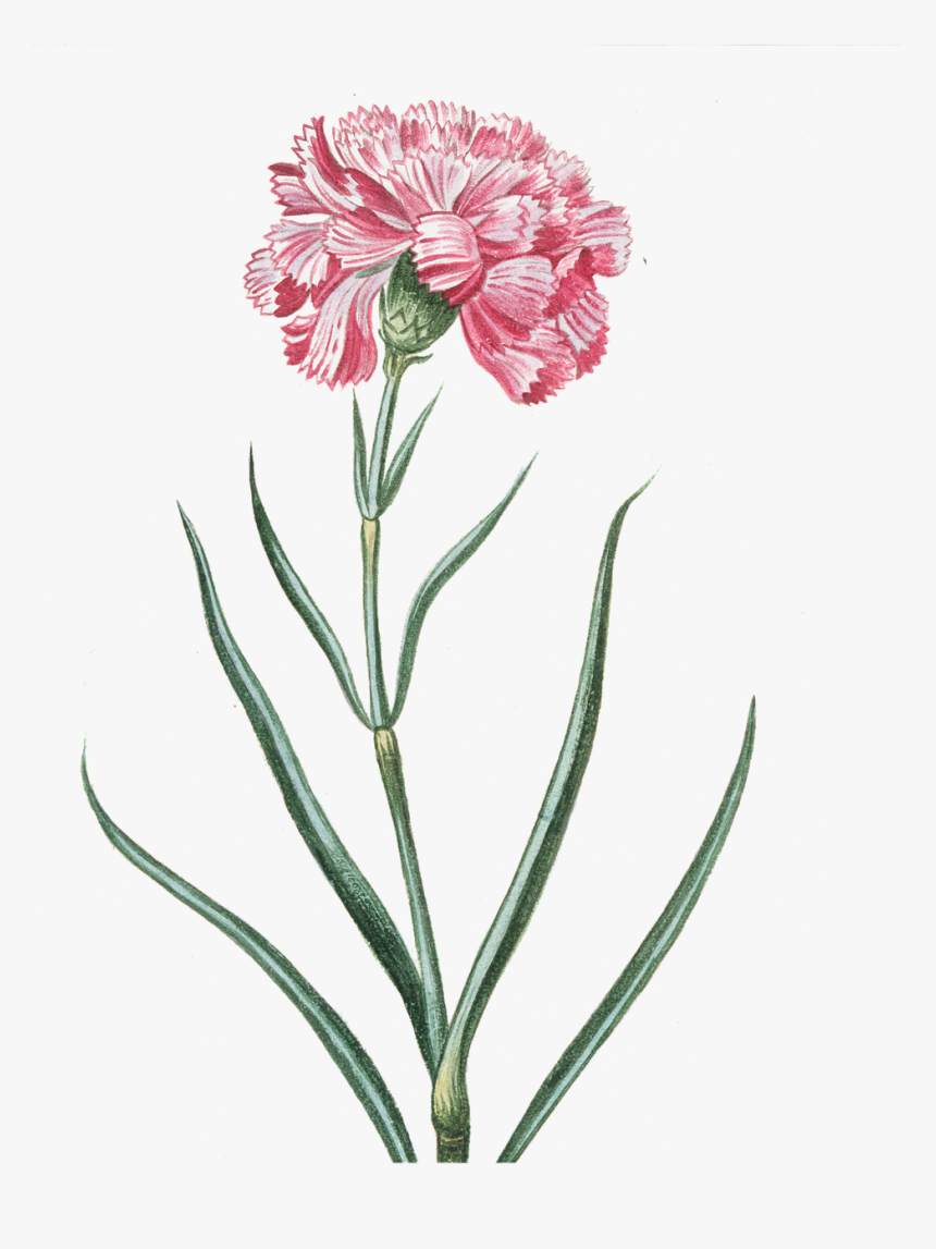 Flower Pink Transparent Vintage Png Image - Pink Vintage Png Flowers, Png Download, Free Download