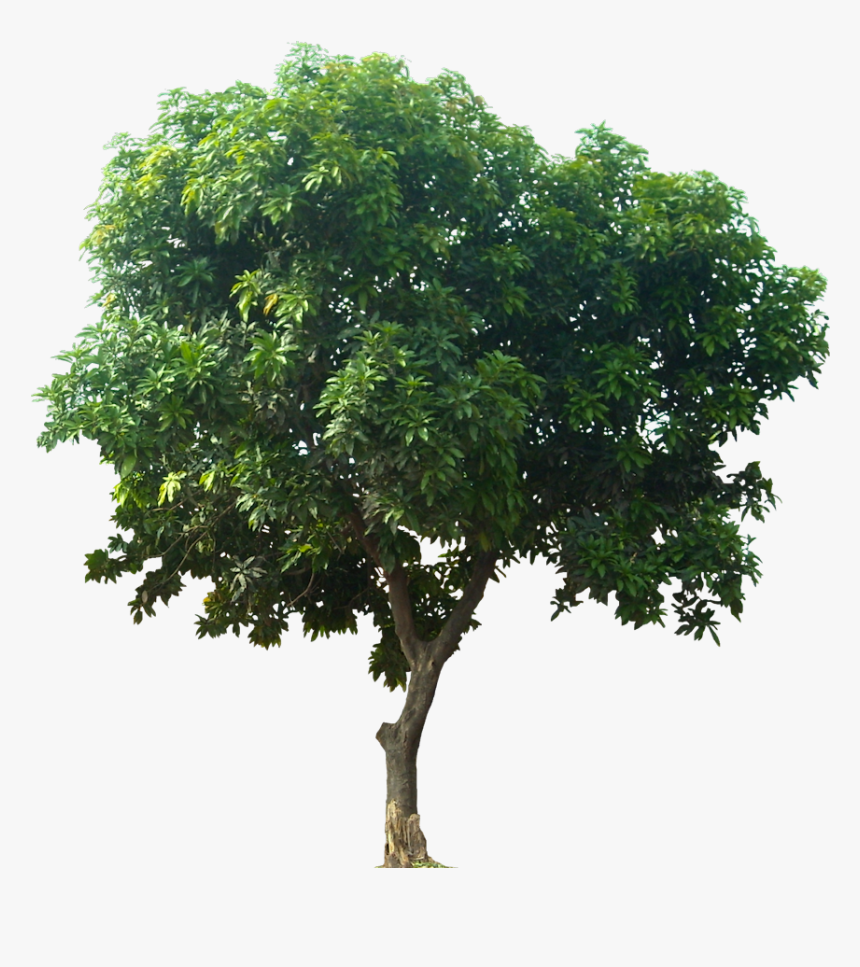 Transparent Evergreen Clipart - Tree For Architectural Rendering, HD Png Download, Free Download