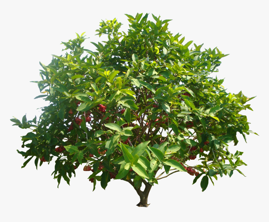 Real Apple Tree Png, Transparent Png, Free Download