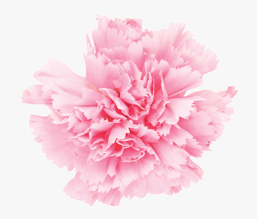 Carnation, HD Png Download, Free Download