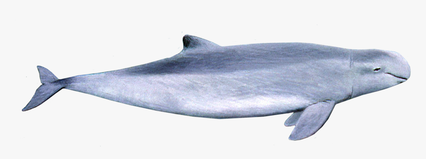 Irrawaddy Dolphin , Png Download - Irrawaddy Dolphin Png, Transparent Png, Free Download