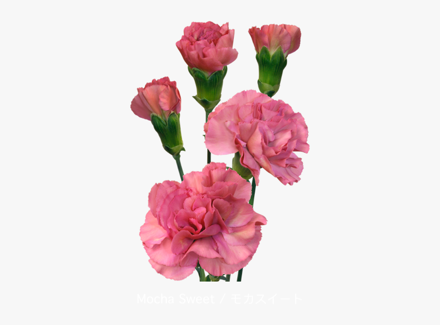 Colibri Flowers Minicarnation Mochasweet, Grower Of - Carnation, HD Png Download, Free Download