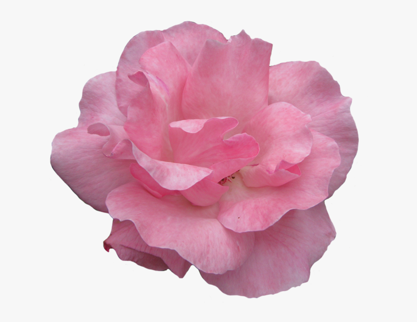 Pink Rose Flower Image - Clip Art, HD Png Download, Free Download