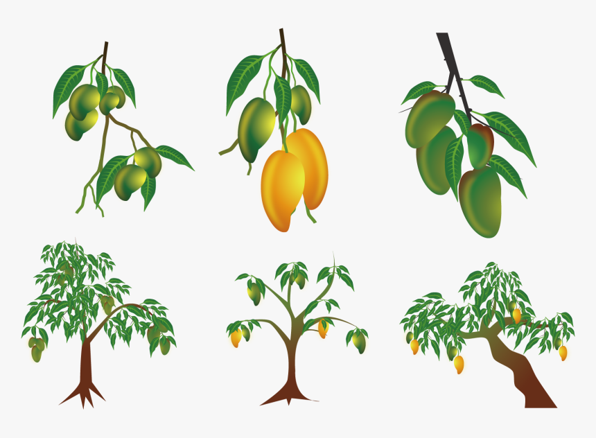 Transparent Tree Branches Clipart - Mango Tree Vector, HD Png Download, Free Download