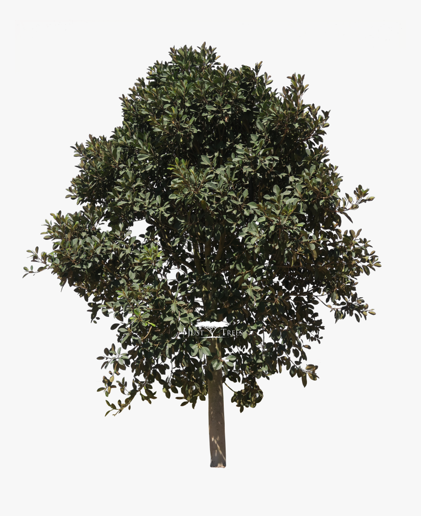 Clipart Mango Tree - Portable Network Graphics, HD Png Download, Free Download