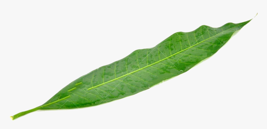 Leaf Mango Green Mangifera Indica - Mango Leaf Png, Transparent Png, Free Download