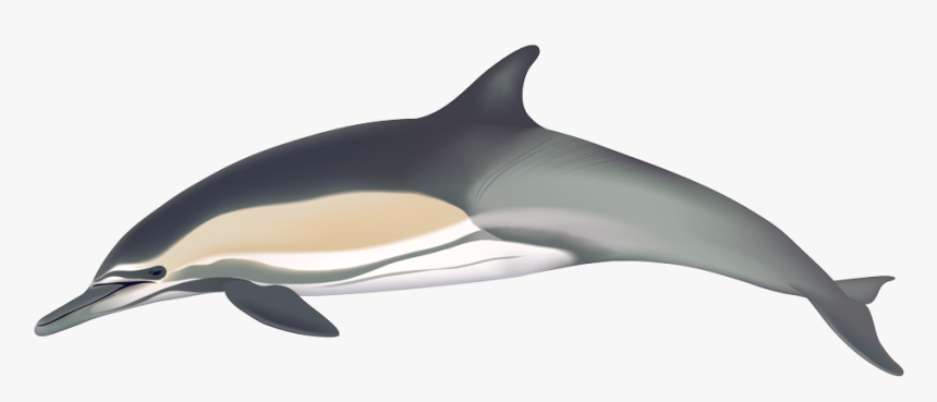 Dolphin Png - Common Dolphin, Transparent Png, Free Download