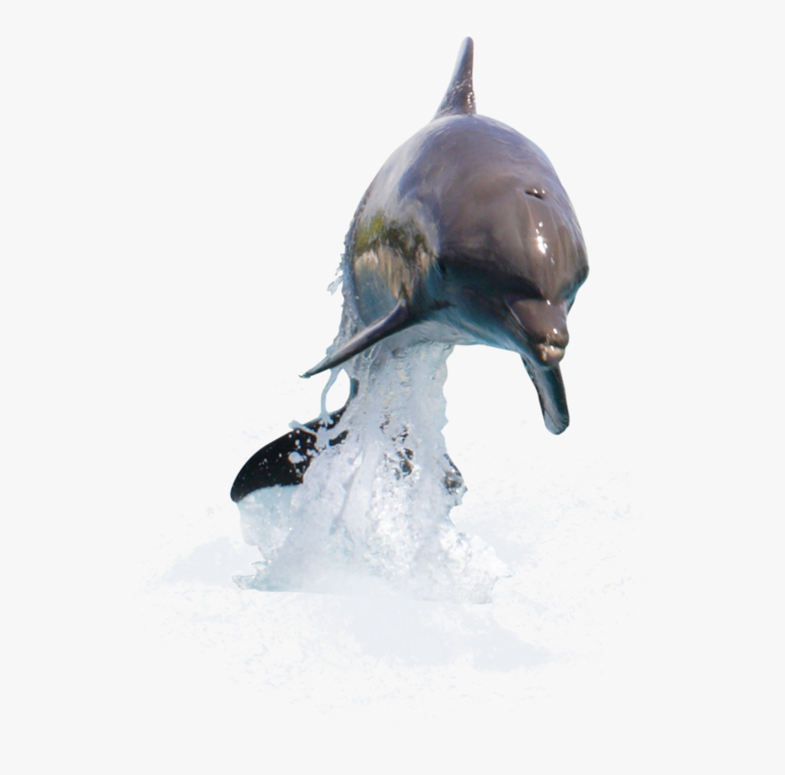 Dolphin, Physical And Emotional Intelligence - Dolphin Png Transparent, Png Download, Free Download