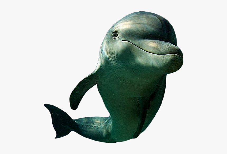 Transparent Dolphin Cut Out, HD Png Download, Free Download