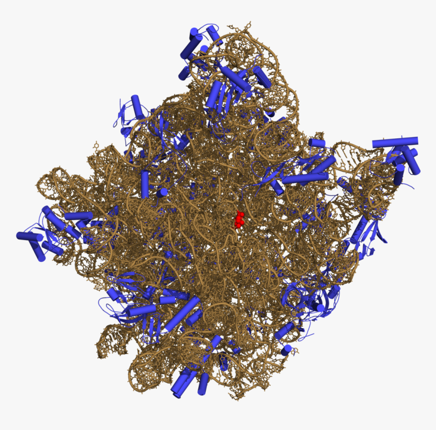 Ribosomal Rna Png, Transparent Png, Free Download