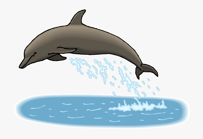 Transparent Dolphin Clipart - Dolphin, HD Png Download, Free Download