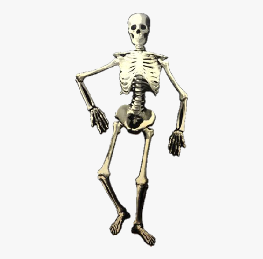 Skeleton, HD Png Download, Free Download