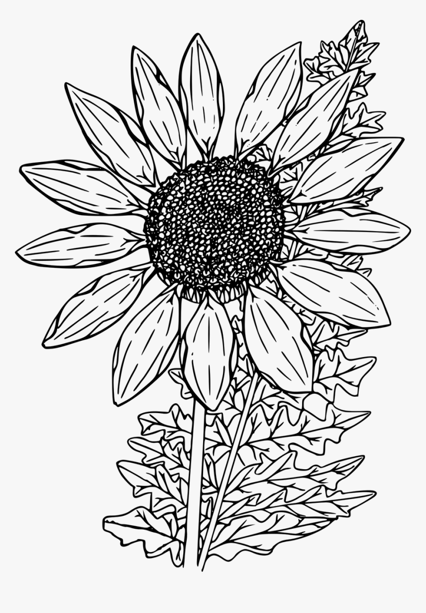 Drawing Sunflower Clipart Black And White, HD Png Download, Free Download