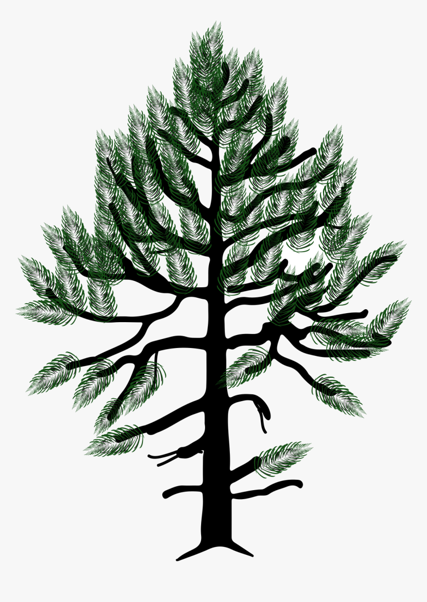 Pinus Monophylla Drawing, HD Png Download, Free Download