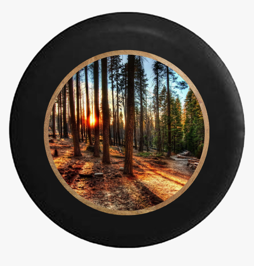 Sun Through The Tall Pines California Forest Jeep Camper - Straight Shapes In Nature, HD Png Download, Free Download