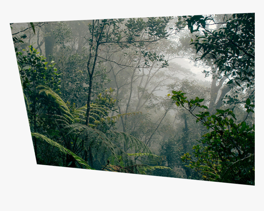 Types Of Rainforests, HD Png Download, Free Download