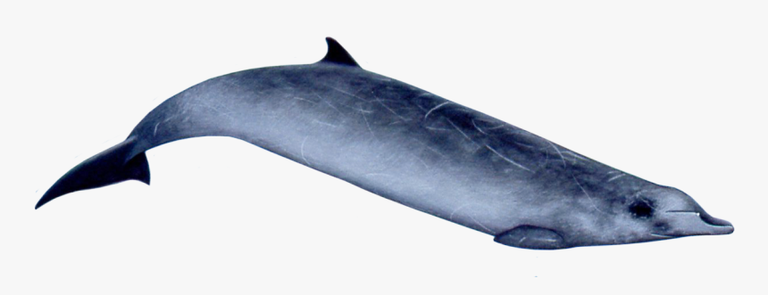 Beaked Whale Png - Ginkgo Toothed Beaked Whale, Transparent Png, Free Download