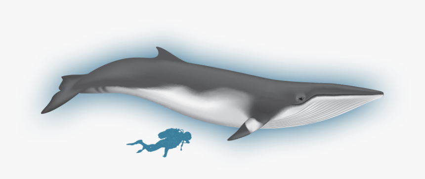 The Whales Of Baffin - Short-beaked Common Dolphin, HD Png Download, Free Download