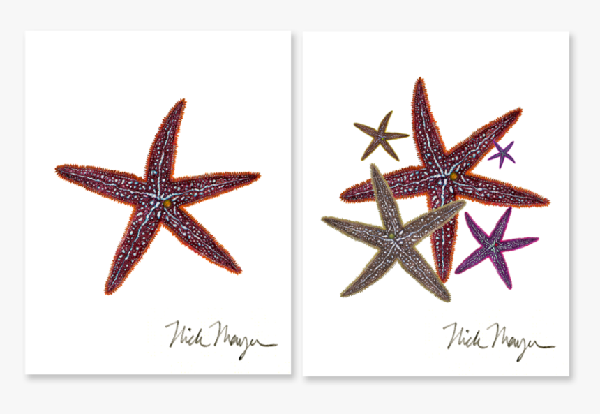 Starfish Boxed Assortment - Starfish, HD Png Download, Free Download
