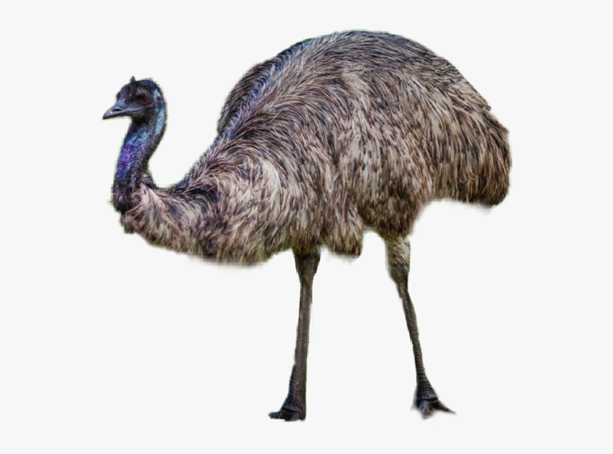 #emu - Emu, HD Png Download, Free Download