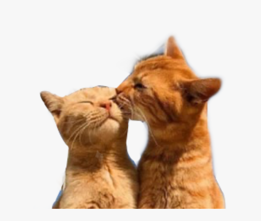 #cat #love #tumblr #catlove #freetoedit - Cat, HD Png Download, Free Download