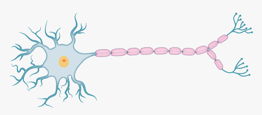 Action Potential Experiments, HD Png Download, Free Download